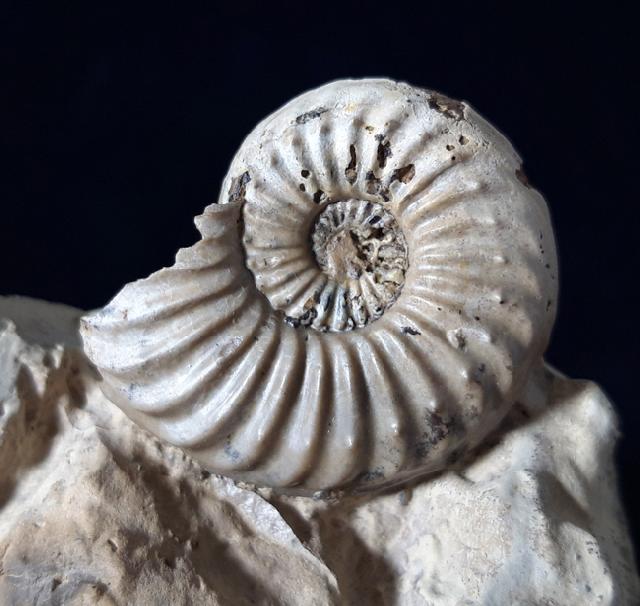 Pleuroceras solare (PHILLIPS 1829) - Bild © FossNet FossilienStore